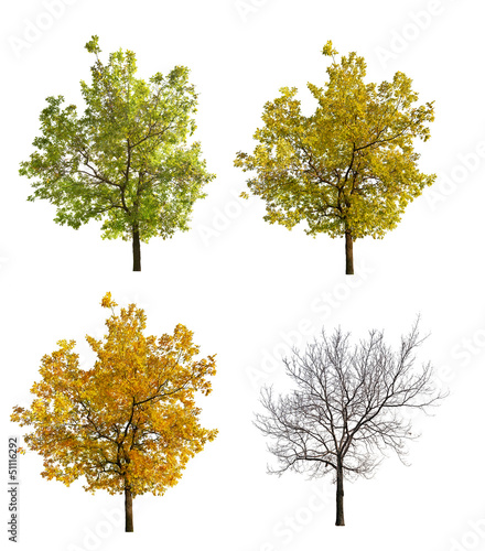 four seasonsl oak isolated on white