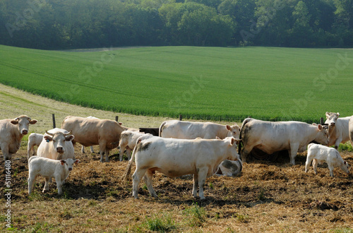 Normandie, Countryside in Lisors photo