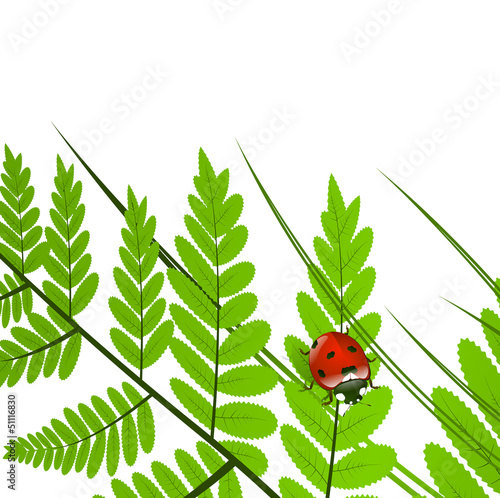 Fern Leaf and Ladybug