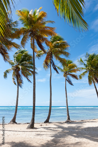Fototapeta Naklejka Na Ścianę i Meble -  palm trees row beach