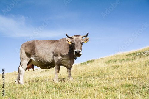 Fototapeta Naklejka Na Ścianę i Meble -  A cow looking to the camera