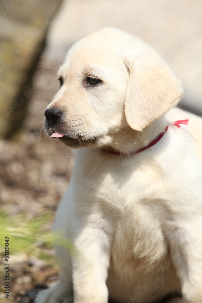 Adorable labrador retriever puppy Adorable labrador retriever puppy