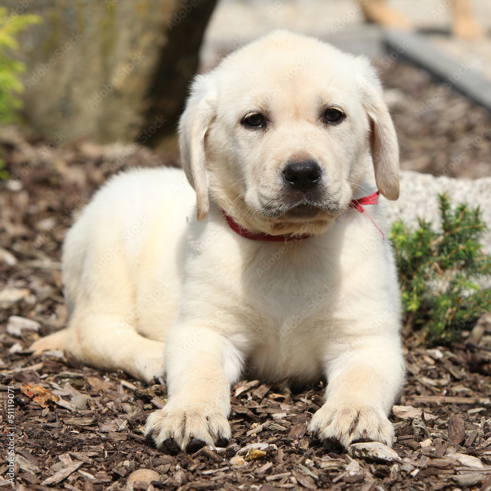 Gorgeous labrador retriever puppy looking at you Gorgeous labrador retriever puppy looking at you