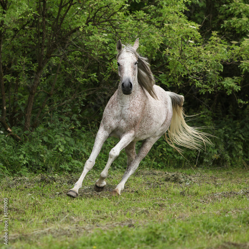 Arabian mare running in front of green background