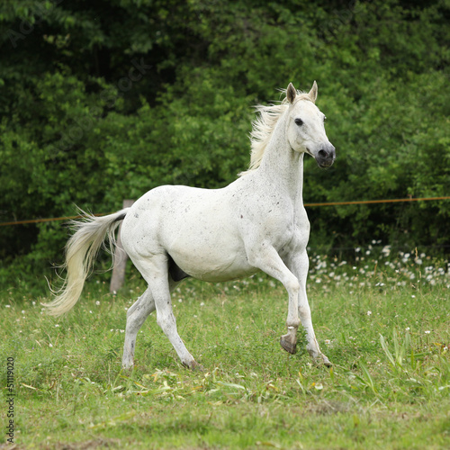 English full blood horse running on pasturage