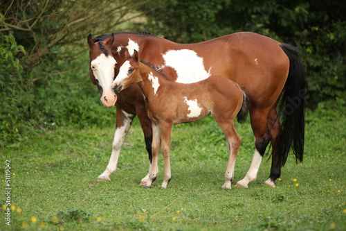Fototapeta Naklejka Na Ścianę i Meble -  Paint horse mare with adorable foal on pasturage