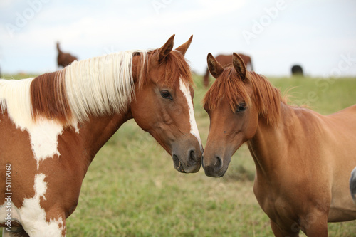 Two young horses together on pasturage