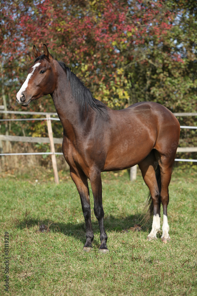 Nice brown warmblood in autumn Nice brown warmblood in autumn