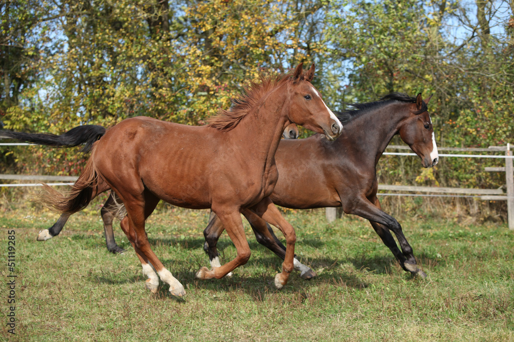 Warmblood horses running on pasturage Warmblood horses running on pasturage