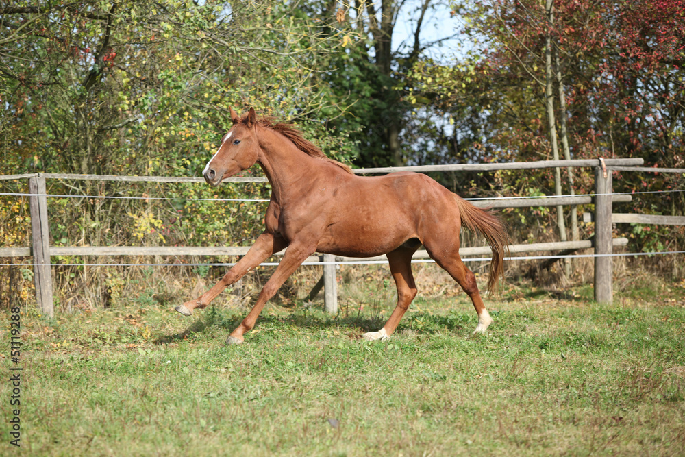 Warmblood horse running on pasturage Warmblood horse running on pasturage