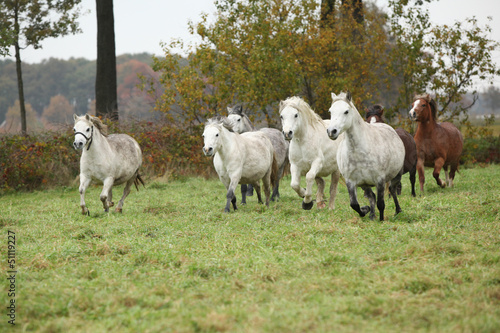 Welsh mountain ponnies running in autumn