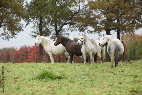 Welsh mountain ponnies in autumn