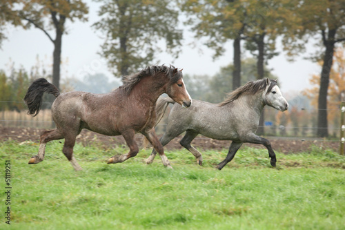Two beautiful pony stallions in autumn © Zuzana Tillerova