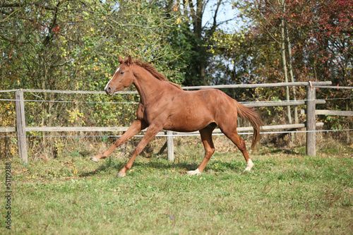 Warmblood horse running on pasturage