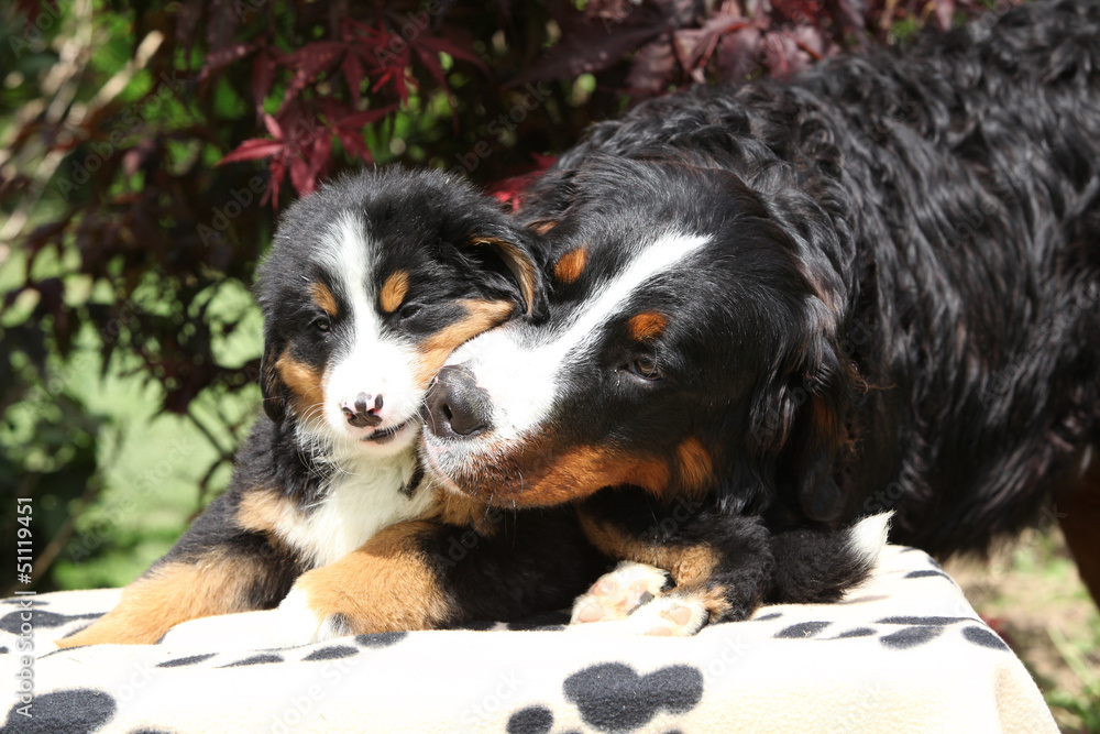 Bernese Mountain Dog bitch with puppy on blanket