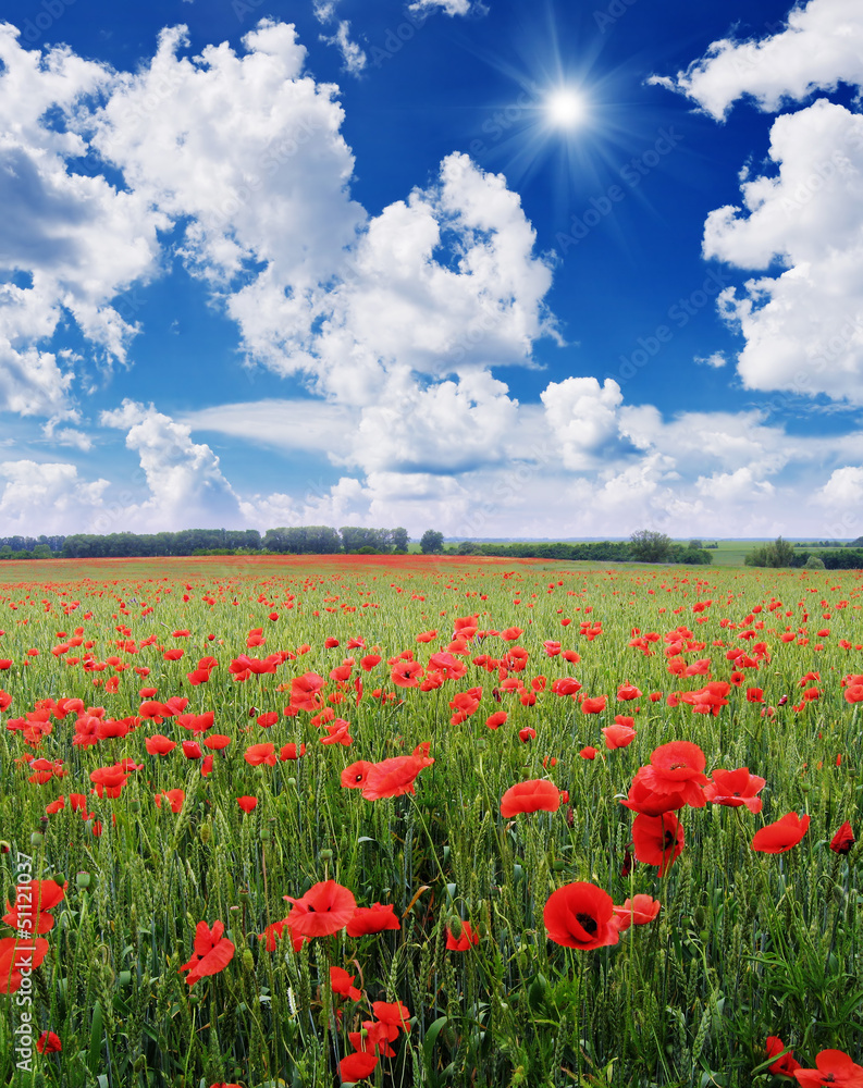 Field with red poppies