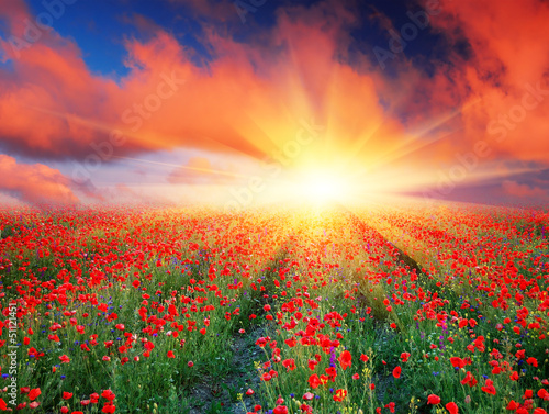 Field of red poppies