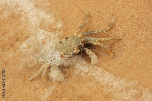 Horn-eyed ghost crab (Ocypode ceratophthalmus)