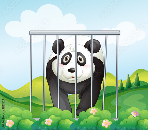 A panda inside the cage