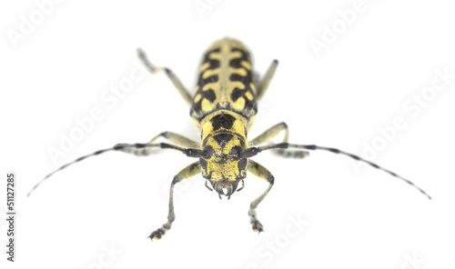Ladder-marked long horn beetle, Saperda scalaris isolated © Henrik Larsson