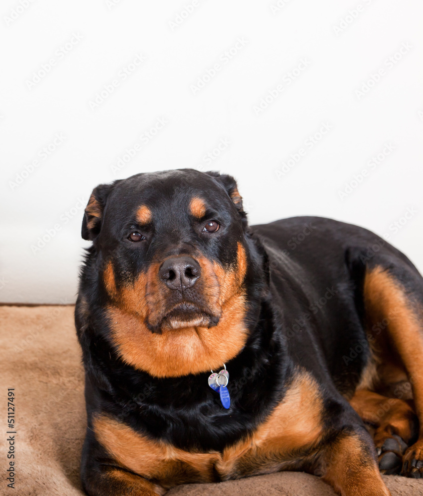 Fototapeta premium Rottweiler Laying Down