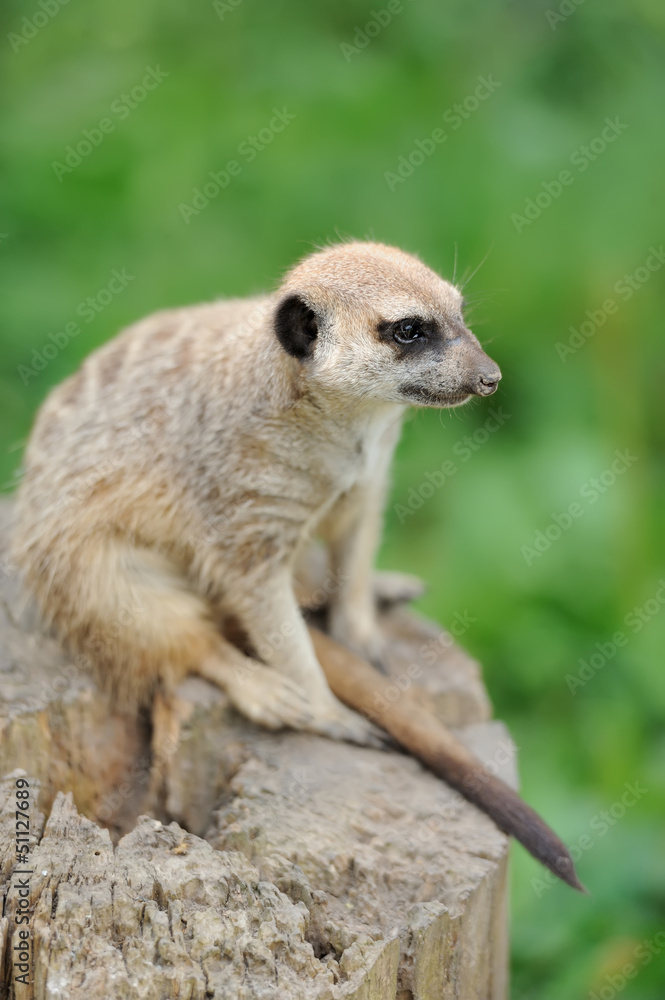 Meerkat standing upright and looking alert Meerkat standing upright and looking alert