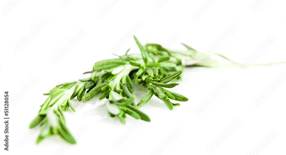 Twig of rosemary on a white background Twig of rosemary on a white background