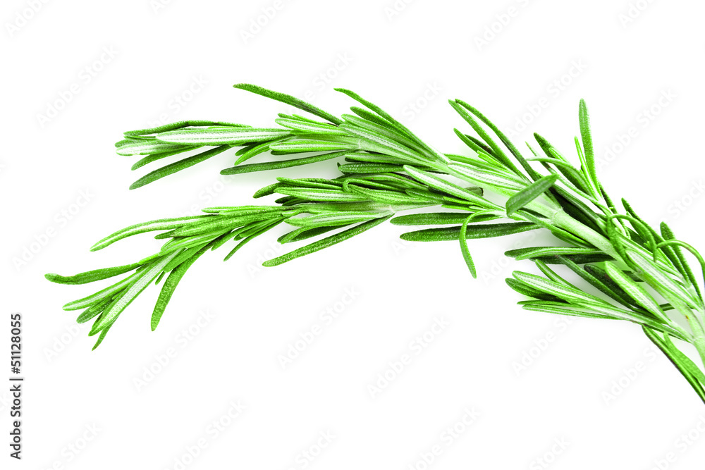 Fototapeta premium Twig of rosemary on a white background