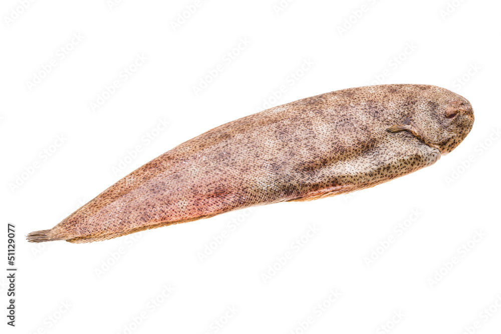Fish Dover sole Fish Dover sole