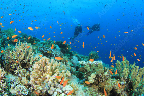 Fototapeta Naklejka Na Ścianę i Meble -  Two Scuba Divers diving on coral reef