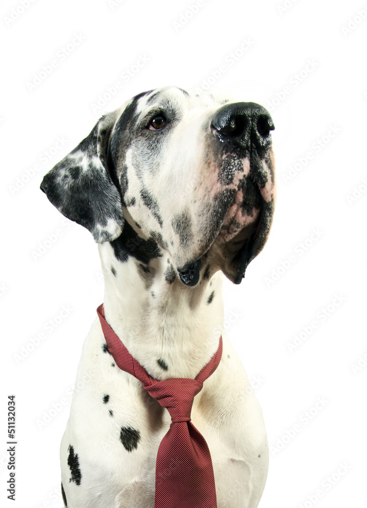 Portrait deutsche Dogge mit Kravatte
