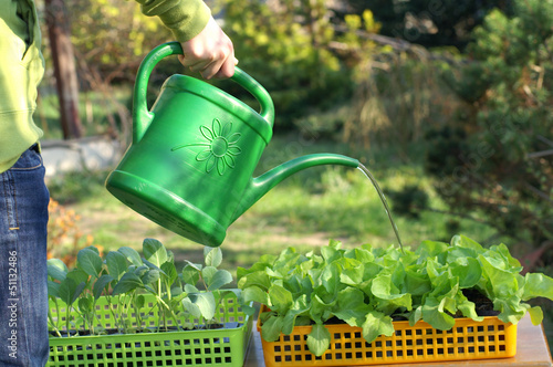 Watering vegetable seedlings