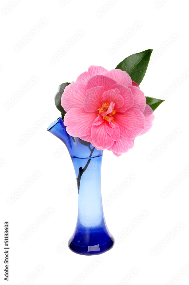 Obraz premium Camellia flower in vase