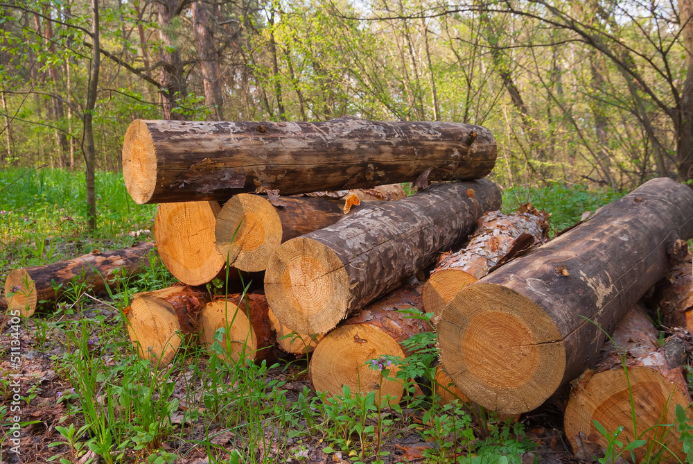 heap of pine trunks in a forest heap of pine trunks in a forest