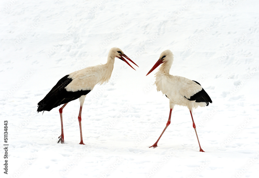 Storks Storks