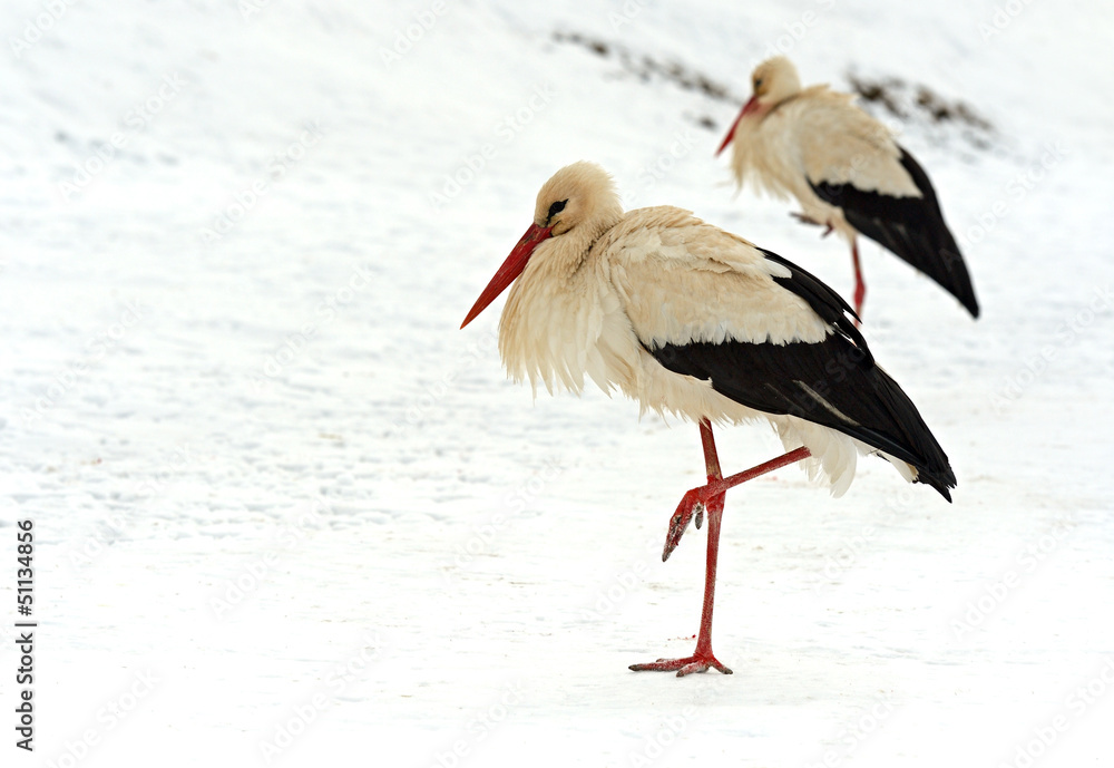 Storks Storks
