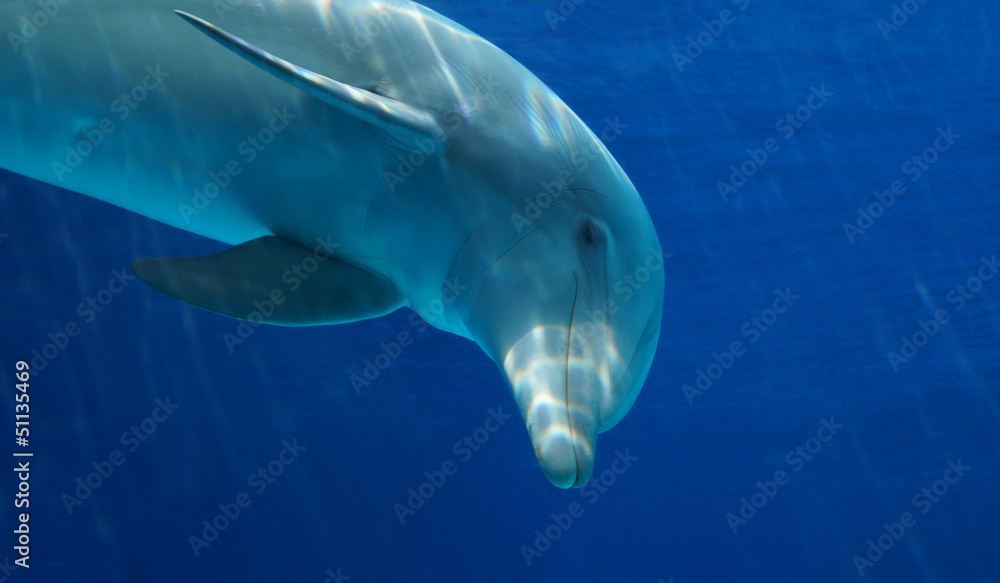 Fototapeta premium delfino curioso