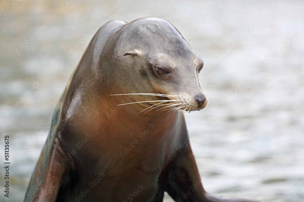 Fototapeta premium California Sea Lion