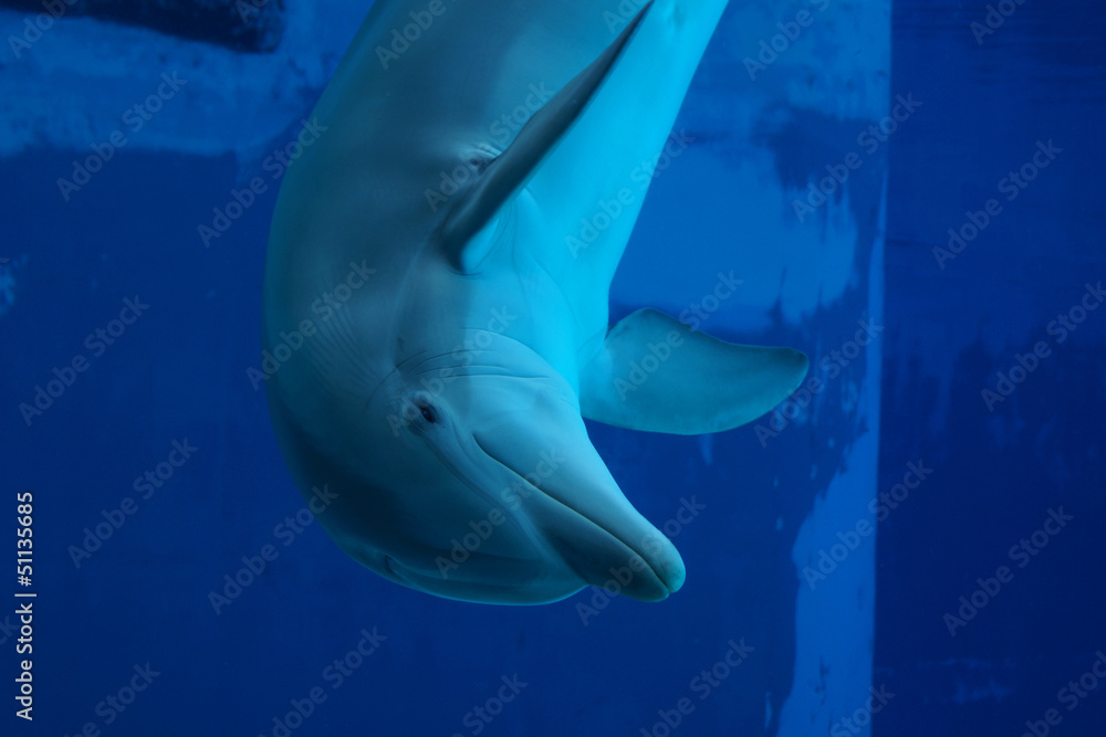 Naklejka premium Delfino giocoso