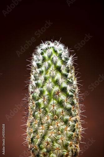 Cactus closeup vertical