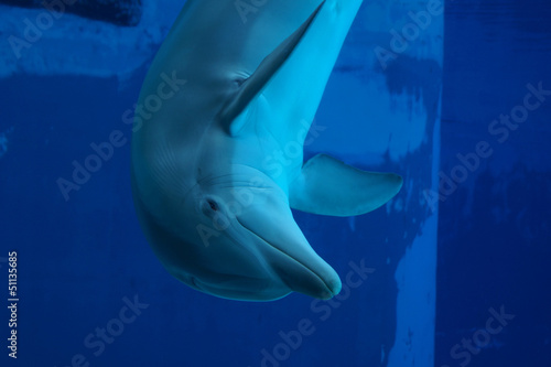 Delfino giocoso © alexandro900