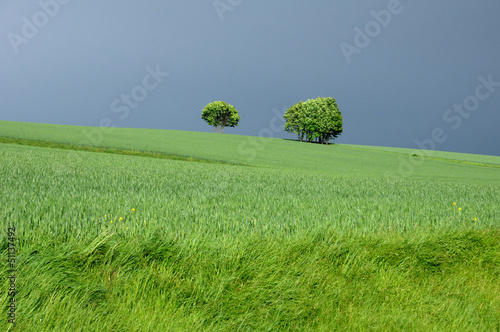 France, a wheat field before storm in Brueil en Vexin photo