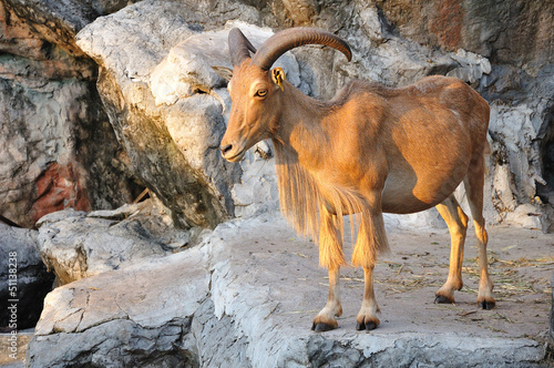 West caucasian tur goat photo