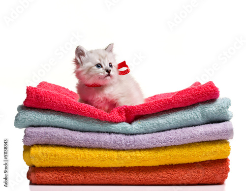 funny kitten siting on towel