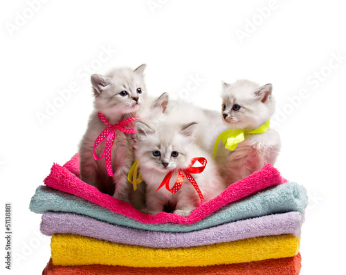several small kittens on towel