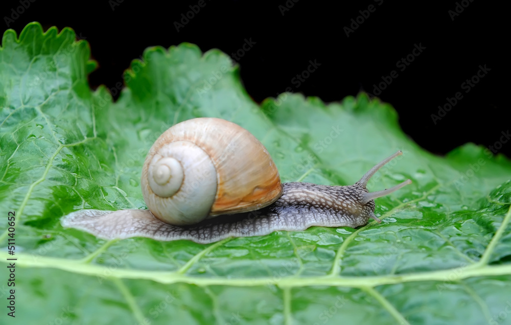 Garden snail (Helix pomatia) on a green leaf Garden snail (Helix pomatia) on a green leaf