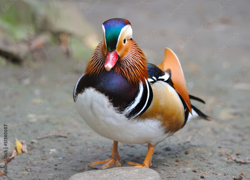 Mandarin duck Mandarin duck
