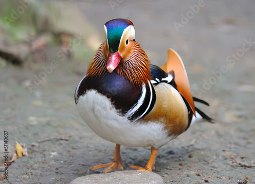 Mandarin duck