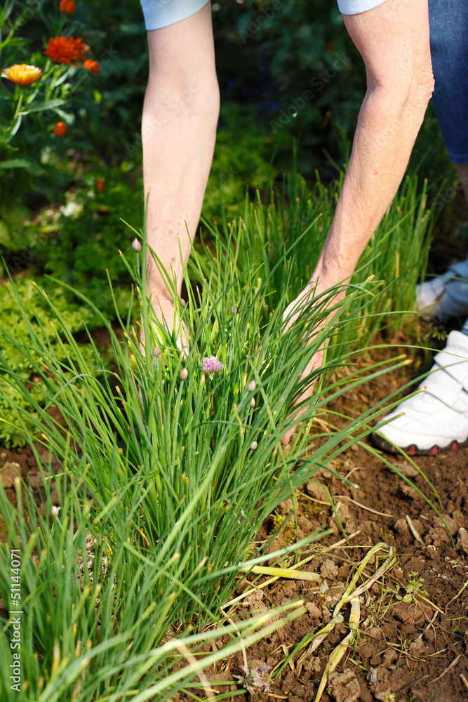 frau erntet schnittlauch im garten frau erntet schnittlauch im garten