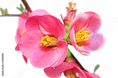 Flowers of Chaenomeles Japonica  Japanese Quince  blossoming.  I